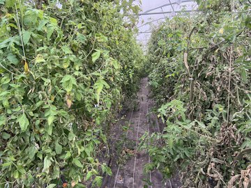 10-plants de tomates.jpg