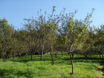 112.77 pommiers,65 variétés de pommes25