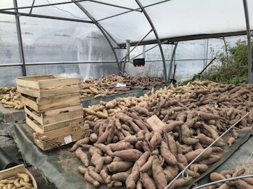12-stockage patates douces.jpg